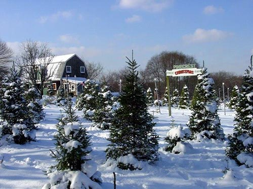 Pinecrest Christmas Tree Farm