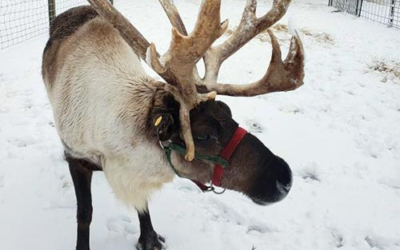 Reindeer Ranch