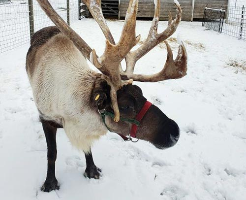 Reindeer Ranch