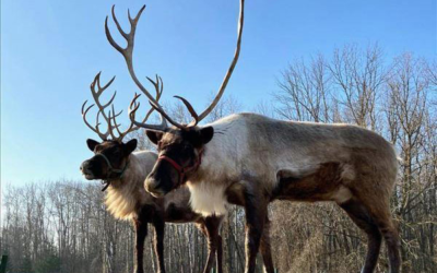 Rooftop Landing Reindeer Farm