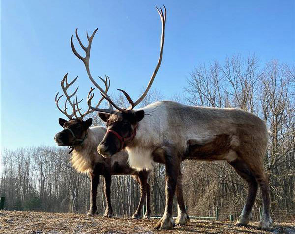 Rooftop Landing Reindeer Farm