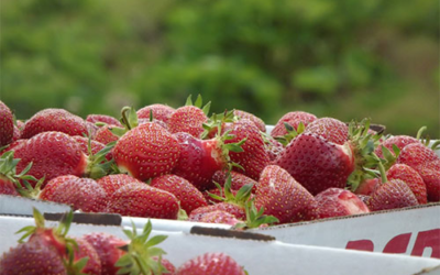 Rowe’s Produce Farm