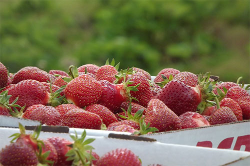 Rowe’s Produce Farm
