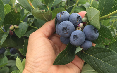 Schantz’s Blueberries