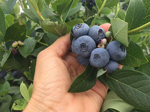 Schantz’s Blueberries