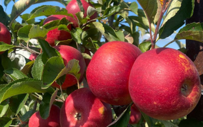 Schultz Fruitridge Farm, Inc.