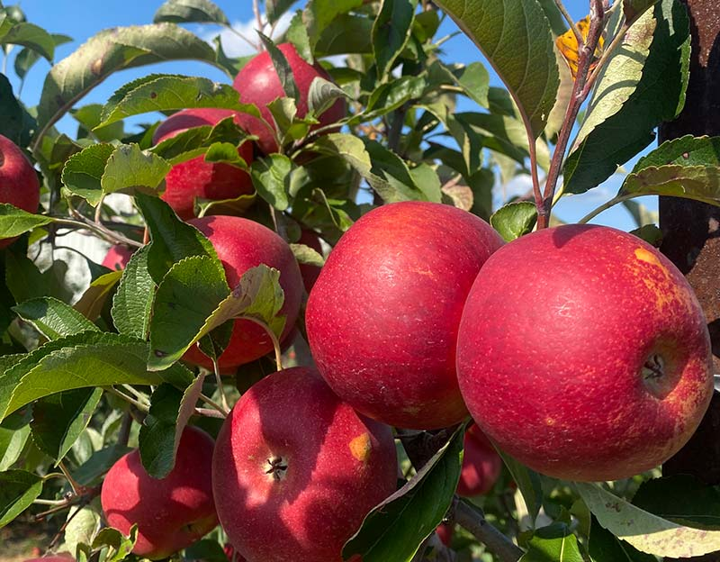 Schultz Fruitridge Farm, Inc.