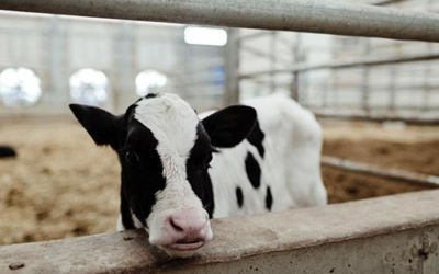 Shuler Dairy Farms