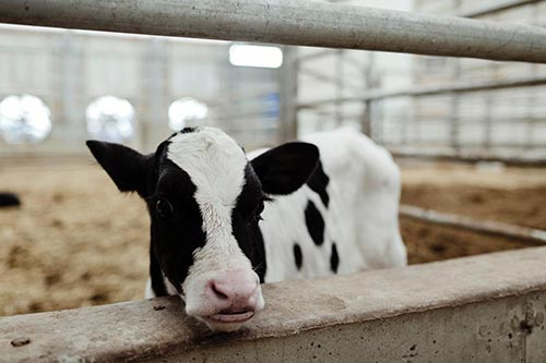Shuler Dairy Farms