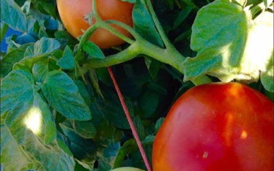 Sill Bros. U-Pick Tomatoes and Peppers