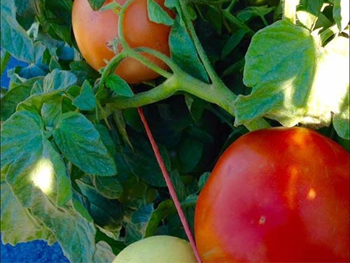 Sill Bros. U-Pick Tomatoes and Peppers