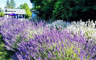 Sixteen Sprigs Lavender Farm
