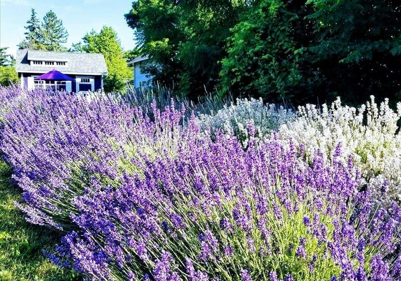 Sixteen Sprigs Lavender Farm