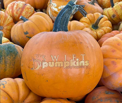 Swift Pumpkins