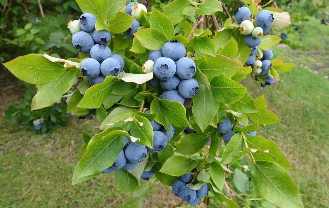 Tawas Blueberry Farm