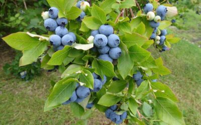 Tawas Blueberry Farm