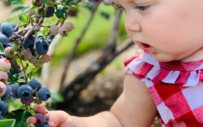 Up North Blueberry Farm