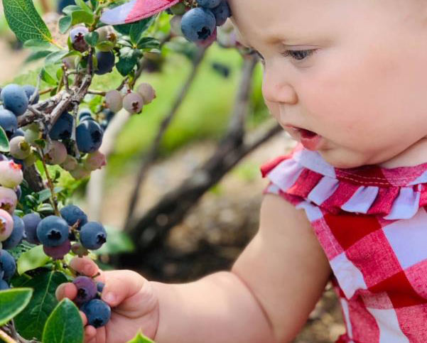 Up North Blueberry Farm