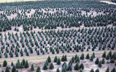 Wahmhoff Farms Nursery