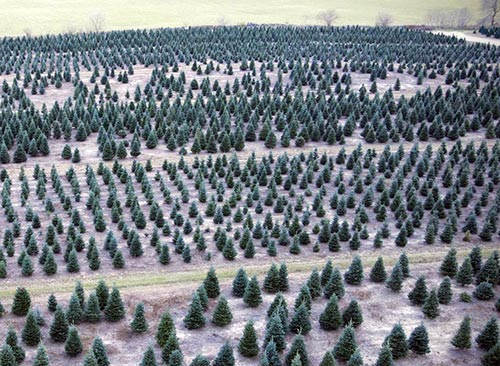 Wahmhoff Farms Nursery