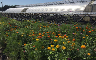 Weesies Brothers Farms, Inc.