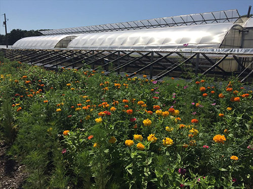 Weesies Brothers Farms, Inc.