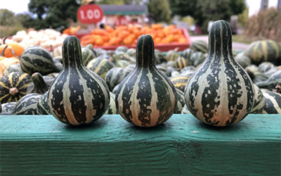 Wells Pumpkin Farm