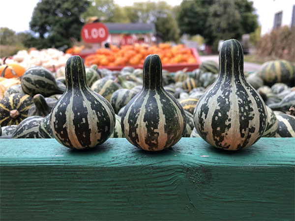 Wells Pumpkin Farm
