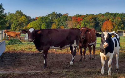 Wolcott Mill Metropark Farm Center