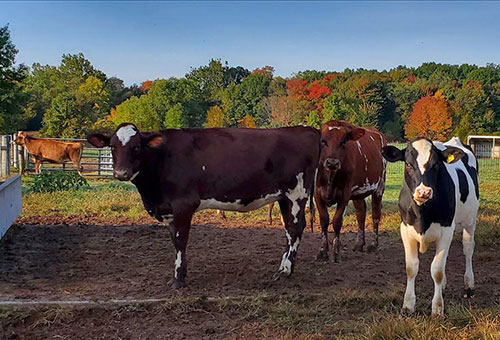 Wolcott Mill Metropark Farm Center