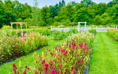 Barefoot Blossom Farm