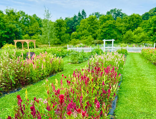 Barefoot Blossom Farm