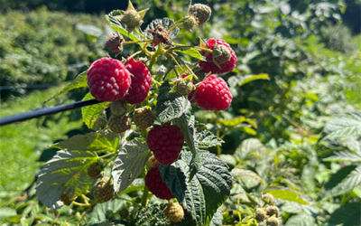 Schafer Raspberries
