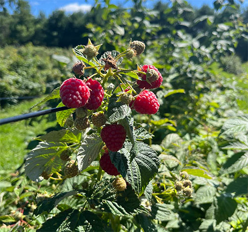 Schafer Raspberries
