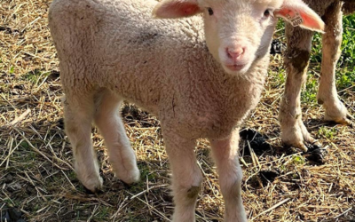 Happy Goat Lucky Ewe  Fiber Farm & Michigan Merinos