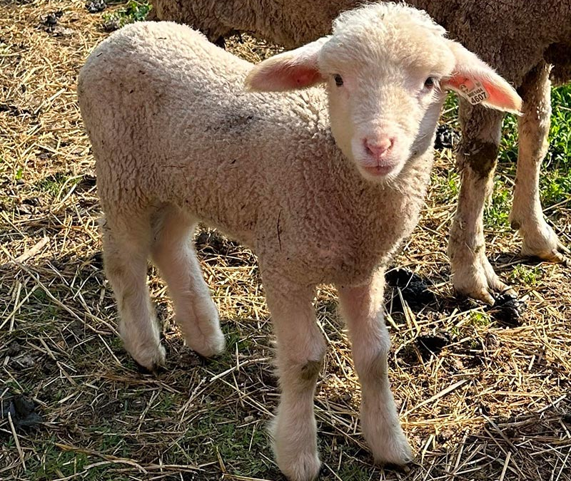 Happy Goat Lucky Ewe  Fiber Farm & Michigan Merinos