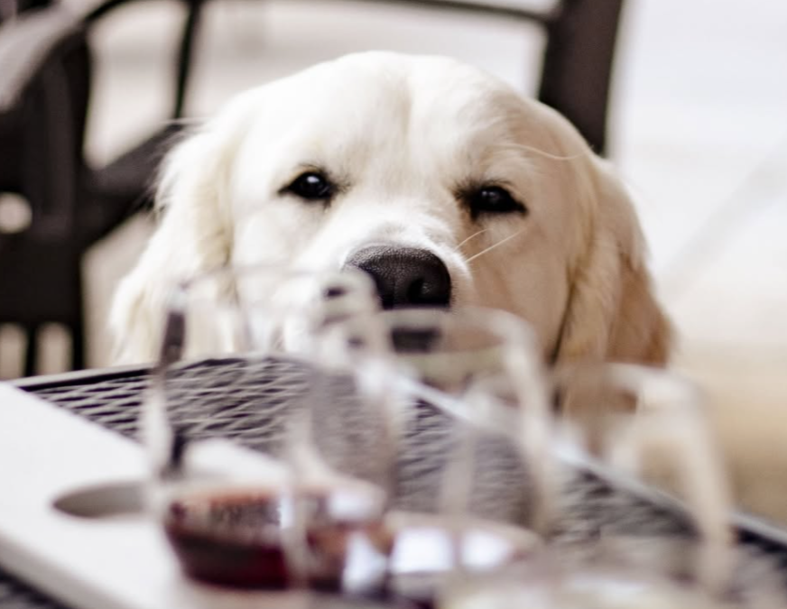Pours for Pups